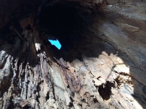 img_3230.jpg