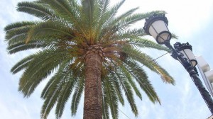 palmeras utrera